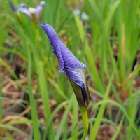 Iris prismatica
